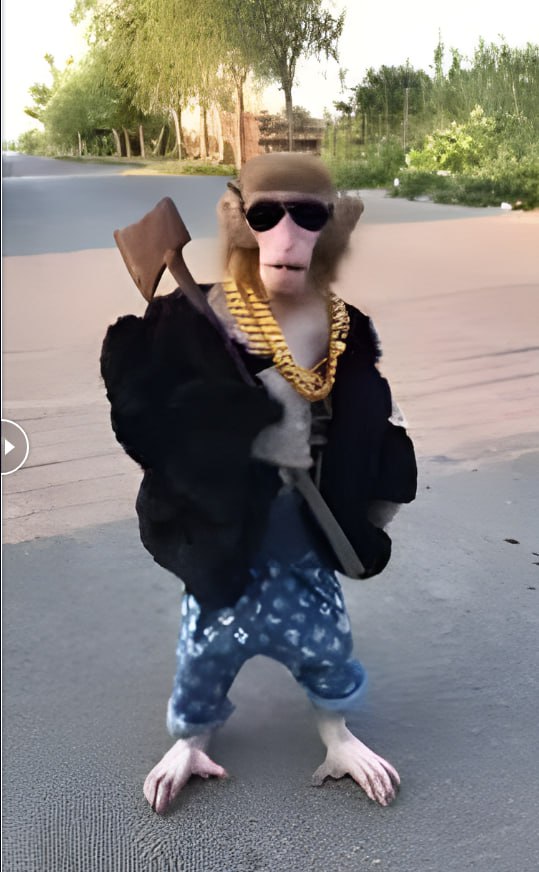 Swag Monkey Meme 5